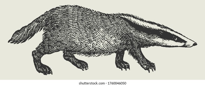 Wild British Badger Vintage Vector Sketch