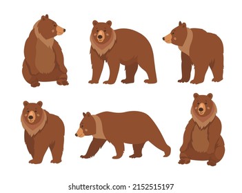 Wild brown bear cartoon character flat vector illustrations set. Collection of drawings of cute comic grizzly bear standing, sitting and walking isolated on white background. Wildlife, nature concept
