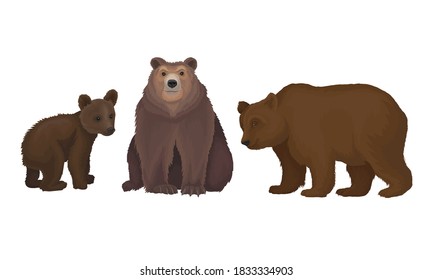 Wild Brown Bear as Forest Habitant Vector Set