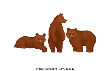 Wild Brown Bear as Forest Habitant Vector Set