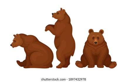 Wild Brown Bear as Forest Habitant Vector Set