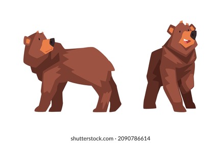 Wild Brown Grizzly Bear as Forest Habitant in Standing Pose Vector Set