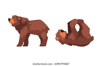 Wild Brown Grizzly Bear as Forest Habitant Walking and Rolling on Its Back Vector Set