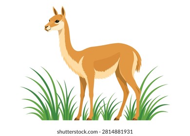 Wild Brown Vicuna Standing In Green Grass