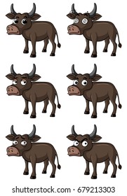 Wild buffalo with different facial expressions illustration