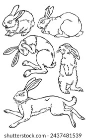 Wild bunny sketch. Sketched rabbit or hare retro etch, antique engraving easter rabbits hand drawing vintage sitting bunnies cute haring animal ingenious vector illustration