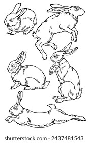 Wild bunny sketch. Sketched rabbit or hare retro etch, antique engraving easter rabbits hand drawing vintage sitting bunnies cute haring animal ingenious vector illustration