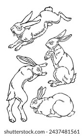 Wild bunny sketch. Sketched rabbit or hare retro etch, antique engraving easter rabbits hand drawing vintage sitting bunnies cute haring animal ingenious vector illustration
