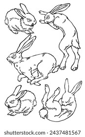 Wild bunny sketch. Sketched rabbit or hare retro etch, antique engraving easter rabbits hand drawing vintage sitting bunnies cute haring animal ingenious vector illustration