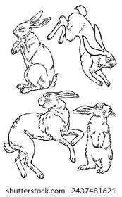 Wild bunny sketch. Sketched rabbit or hare retro etch, antique engraving easter rabbits hand drawing vintage sitting bunnies cute haring animal ingenious vector illustration
