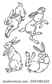 Wild bunny sketch. Sketched rabbit or hare retro etch, antique engraving easter rabbits hand drawing vintage sitting bunnies cute haring animal ingenious vector illustration