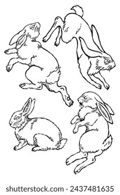 Wild bunny sketch. Sketched rabbit or hare retro etch, antique engraving easter rabbits hand drawing vintage sitting bunnies cute haring animal ingenious vector illustration