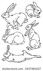 Wild bunny sketch. Sketched rabbit or hare retro etch, antique engraving easter rabbits hand drawing vintage sitting bunnies cute haring animal ingenious vector illustration