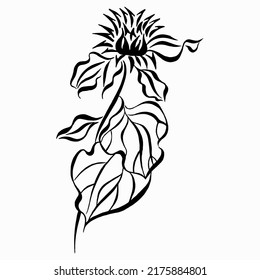 Wild burdock flower. Black and white stylized vector drawing. Medicinal plant burdock isolated on white background vector illustration. Linear drawing.