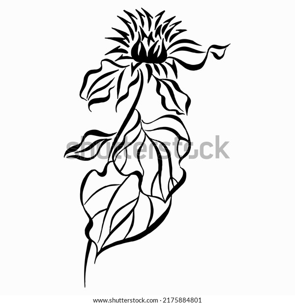 Wild burdock flower. Black and white\
stylized vector drawing. Medicinal plant burdock isolated on white\
background vector illustration. Linear\
drawing.
