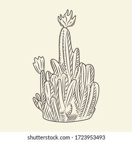 Wild cacti sketch. Parodia cactus isolated on light background in hand drawn style. Engraving vintage. Vector illustration.