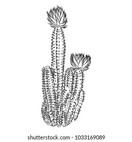 Wild cactus. Hand drawn prickly cacti. Terrarium Succulent flower. Wild floral exotic tropical plant. Vector.