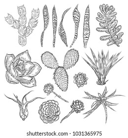 Wild cactus set. Hand drawn prickly cacti. Terrarium cactus collection. Wild floral exotic tropical. Vector.