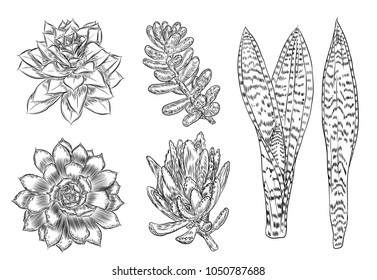 Wild cactus set. Hand drawn prickly cacti. Terrarium cactus collection. Wild floral exotic tropical. Vector.