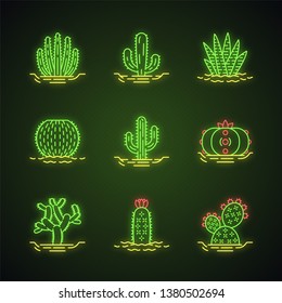 Wild cactuses in ground neon light icons set. Mexican tropical flora. Succulents. Spiny plants. Cacti collection. Glowing signs. Vector isolated illustrations