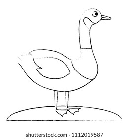 wild canadian duck icon