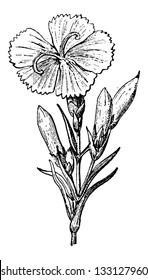 Wild Carnation or Dianthus caryophyllus, vintage engraved illustration. Dictionary of Words and Things - Larive and Fleury - 1895