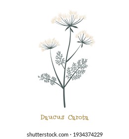 Wild carrot. Meadow flower clipart isolated on white background. Decorative botanical flat vector illustration.