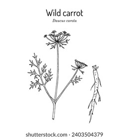 Wild carrot or Queen Annes lace (Daucus carota), medicinal and edible plant. Hand drawn botanical vector illustration