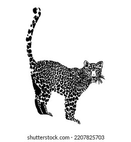 Wild cat cheetah black and white vector graphic isolated on white background print for t-shirt, patterns, covers, tattoo, merch, labels, stickers.