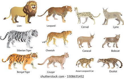 Wild Cat Family Set, Lion , tiger, leopard, lynx and ocelot - Vector