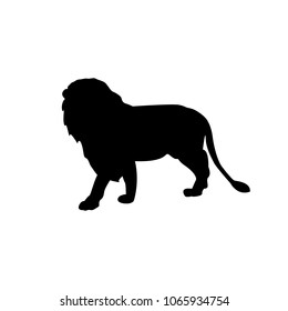Wild cat illustration. Vector