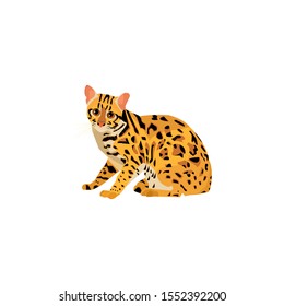 wild cat is an inhabitant animal of Thailand
