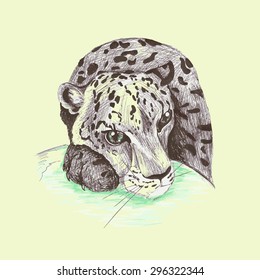 Wild cat, irbis, leopard, snow bars scetches in vector