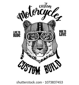 Wild cat Leopard Cat-o'-mountain Panther Biker, motorcycle animal. Hand drawn image for tattoo, emblem, badge, logo, patch, t-shirt