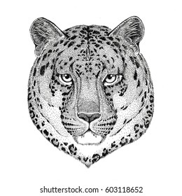 Wild cat Leopard Cat-o'-mountain Panther Hand drawn vector image for tattoo, emblem, badge, logo, patch