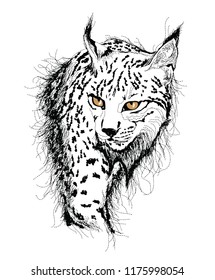 wild cat, lynx sketch study