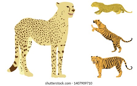 Wild cat set, great design for any purposes. Vector graphic. Colorful vector line icon. Isolated symbol. Isolated vector design. Line style. Wildlife design element. Cat character