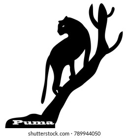 Wild cat-puma on tree, silhouette on white background, vector