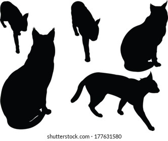 wild cats collection - vector