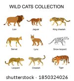 Wild cats collection vector illustration isolated on white background. Lion, jaguar, king cheetah, serval, lynx bobcat, snow leopard, tiger, leopard, cheetah. Wild animal superior predator.