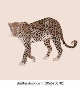 Wild cats, jungle animals, safari leopard vector illustration.