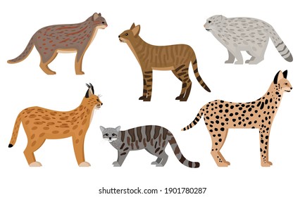 Wild cats set. Cartoon big aggressive mammals, fluffy zoo characters, serval jungle cat pallas cat rusty spotted cat caracal vector illustration, cute predators wildlife isolated on white background