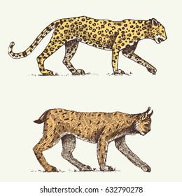 Wild cats set, leopard and Lynx engraved hand drawn in old sketch style, vintage animals