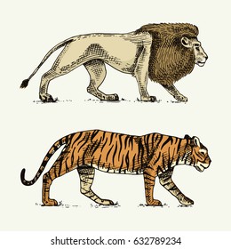 Wild cats set, lion and tiger engraved hand drawn in old sketch style, vintage animals