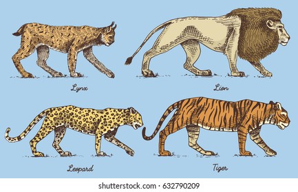 Wild cats set, Lynx lion leopard and tiger engraved hand drawn in old sketch style, vintage animals