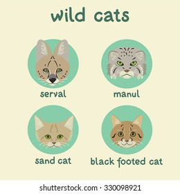 Wild cats set: serval, manul, sand cat, black footed cat. Vector illustration, can be used in web design, printed on fabric/paper, as an icon/symbol, or as an element in a composition.
