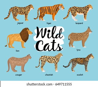 Wild cats: tiger, lion, leopard