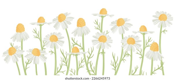 wild chamomile, field flowers, vector drawing plants at white background, floral elements, hand drawn botanical illustration