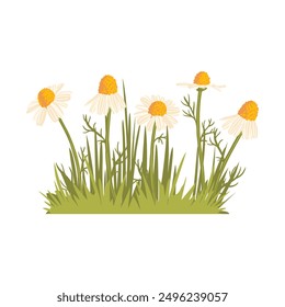 wild chamomile, field flowers, vector drawing plants and green grass at white background, floral elements, hand drawn botanical illustration