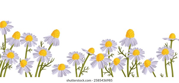 wild chamomile, field flowers, vector drawing plants at white background, floral elements, hand drawn botanical illustration